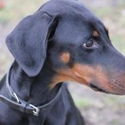 Dobermann Nala