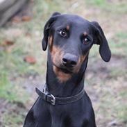 Dobermann Nala