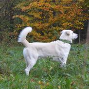 Blanding af racer Bamse Hvil i fred