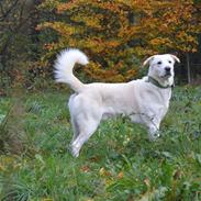 Blanding af racer Bamse Hvil i fred