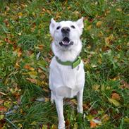 Blanding af racer Bamse Hvil i fred