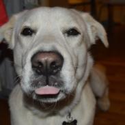 Blanding af racer Bamse Hvil i fred