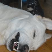 Blanding af racer Bamse Hvil i fred