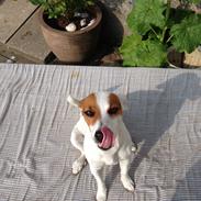 Jack russell terrier Iris