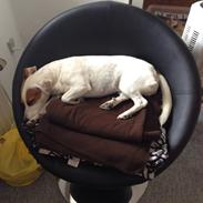 Jack russell terrier Iris