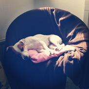 Jack russell terrier Iris