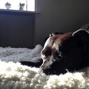 Staffordshire bull terrier Baby