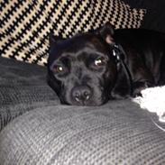 Staffordshire bull terrier Baby