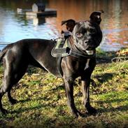 Staffordshire bull terrier Baby
