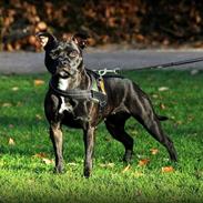 Staffordshire bull terrier Baby