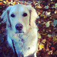 Golden retriever Molly