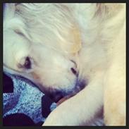 Golden retriever Molly