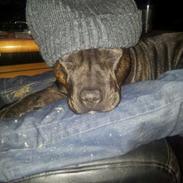 Staffordshire bull terrier NUGGI