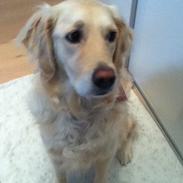 Golden retriever Molly