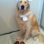 Golden retriever Molly