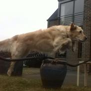 Golden retriever Molly