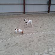 Blanding af racer Bertram