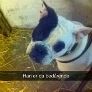 Blanding af racer Bertram