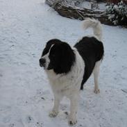 Landseer Bella