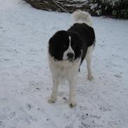 Landseer Bella
