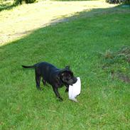 Staffordshire bull terrier Daisy