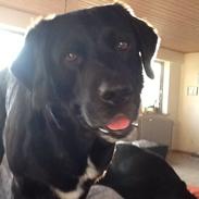 Blanding af racer Rex