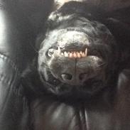 Blanding af racer Rex