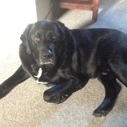 Blanding af racer Rex