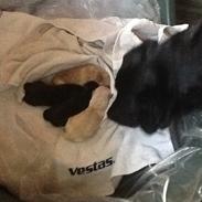 Blanding af racer Rex