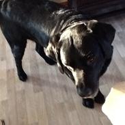 Blanding af racer Rex