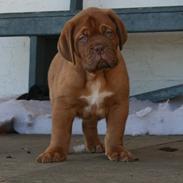 Dogue de bordeaux Hooch