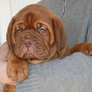 Dogue de bordeaux Hooch