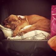 Dogue de bordeaux Hooch