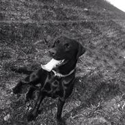 Labrador retriever Freja