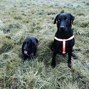 Labrador retriever Freja