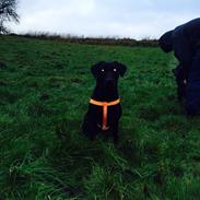 Labrador retriever Freja
