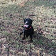 Labrador retriever Freja