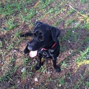 Labrador retriever Freja