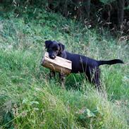 Labrador retriever Alba