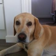 Labrador retriever Zeus