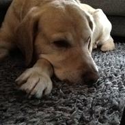 Labrador retriever Zeus