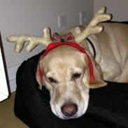 Labrador retriever Zeus