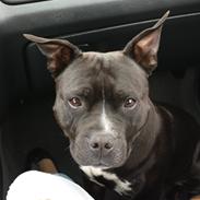 Staffordshire bull terrier Nicki