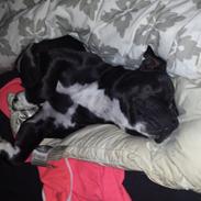 Staffordshire bull terrier Nicki