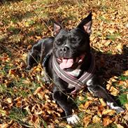 Staffordshire bull terrier Nicki