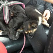 Staffordshire bull terrier Nicki