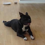 Staffordshire bull terrier Nicki
