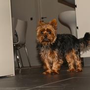 Yorkshire terrier Nemo