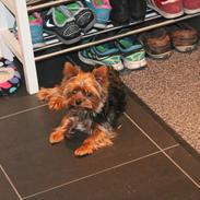 Yorkshire terrier Nemo