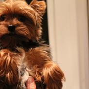 Yorkshire terrier Nemo